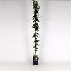 Lonicera henryi Pot 5 Liter 150 - 175 cm