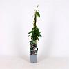 Lonicera henryi Pot 5 Liter 150 - 175 cm