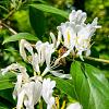 Lonicera jap. 'Hall's Prolific' Pot 5 Liter 150 - 175 cm