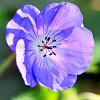Geranium himalayense 'Gravetye' Pot 9 cm