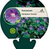 Geranium himalayense 'Gravetye' Pot 9 cm