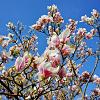 Magnolia 'George Henry Kern' Pot 5 Liter 50 - 60 cm
