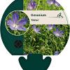 Geranium 'Nimbus' Pot 9 cm