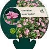 Geranium ox. 'Rose Clair' Pot 9 cm