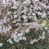 Magnolia loebneri 'Leonard Messel' Pot 15 liter stam 150 cm