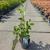 Magnolia soul. 'Superba' Pot 5 Liter 50 - 60 cm