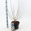 Magnolia stellata Pot 5 Liter 50 - 60 cm