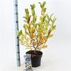 Magnolia stellata Pot 5 Liter 50 - 60 cm