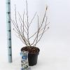Magnolia stellata Pot 5 Liter 50 - 60 cm