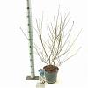 Magnolia stellata Pot 5 Liter 50 - 60 cm