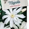 Magnolia st. 'Royal Star' Pot 5 Liter 40 - 50 cm