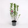 Magnolia 'Susan' Pot 7,5 Liter 100 - 125 cm