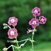 Geranium phaeum Pot 9 cm