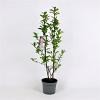 Magnolia 'Susan' Pot 25 Liter 100 - 125 cm