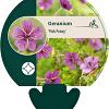 Geranium 'Pink Penny' Pot 9 cm