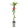 Parthenocissus quinq.engelmannii Pot 2 Liter80 - 100 cm