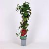 Parthenocissus tr. 'Veitchii' Pot 2 Liter