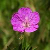 Geranium sang. 'Ankum's Pride' Pot 9 cm