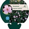 Geranium sang. 'Apfelblute' Pot 9 cm