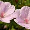 Geranium sang. 'Apfelblute' Pot 9 cm