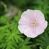 Geranium sang. 'Apfelblute' Pot 9 cm
