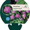 Geranium sang. 'Elsbeth' Pot 9 cm