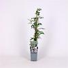 Rubus thibetanus 'Silver Fern' Pot 2 Liter