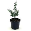 Ruscus aculeatus Pot 1,5 liter