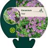 Geranium 'Sirak' Pot 9 cm