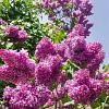 Syringa v. 'Belle de Nancy' Pot 5 Liter 60 - 80 cm