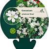 Geranium sylv. 'Album' Pot 9 cm
