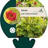 Geum rivale 'Flames of Passion' Pot 9 cm