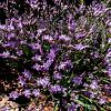 Limonium latifolium Pot 9 cm