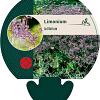 Limonium latifolium Pot 9 cm