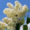 Syringa v. 'Primrose' Pot 5 Liter 60 - 80 cm