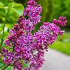 Syringa v. 'Sensation' Pot 7,5 Liter 80 - 100 cm