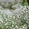Gypsophila pan. 'Schneeflocke' Pot 9 cm