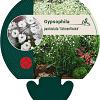 Gypsophila pan. 'Schneeflocke' Pot 9 cm