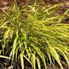 Hakonechloa macra 'All Gold' Pot 9 cm