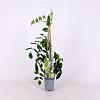 Wisteria macrostachya 'Blue Moon' Pot 2 Liter