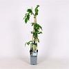 Wisteria sinensis 'Alba' Pot 2 Liter