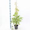 Wisteria sinensis 'Alba' Pot 2 Liter80 - 100 cm