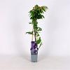 Wisteria sinensis 'Caroline' Pot 2 Liter