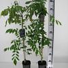 Wisteria sinensis 'Prolific' Pot 2 Liter80 - 100 cm