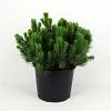 Pinus mugo pumilio Pot 12 liter 50 - 60 cm