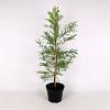 Taxodium distichum Pot 12 liter 125 - 150 cm