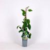 Actinidia a. 'Weiki' Pot 2 Liter