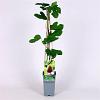 Ficus carica Pot 2 Liter