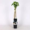 Ribes nigr. 'Titania' Pot 2 Liter