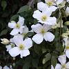 Clematis mont. 'Alba' Pot 2 Liter